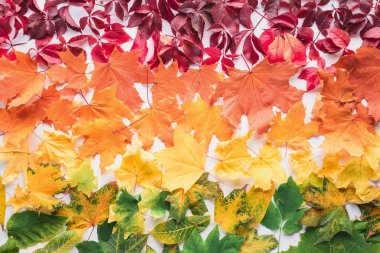 flat lay of different maple leaves isolated on white, autumn background clipart