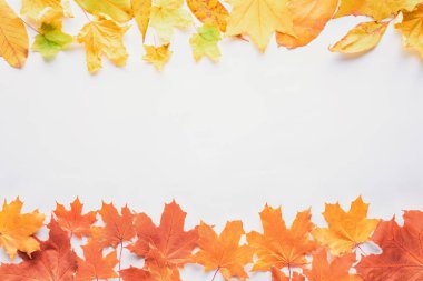 Beyaz, sonbahar arka plan izole sarı ve turuncu akçaağaç yaprağı üstten görünüm