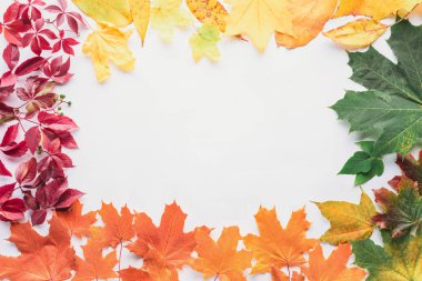 sonbahar yaprak üzerinde beyaz izole çerçevenin üstten görünüm