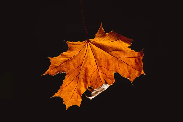 Een Mooie Oranje Esdoornblad Geïsoleerd Zwart — Gratis stockfoto