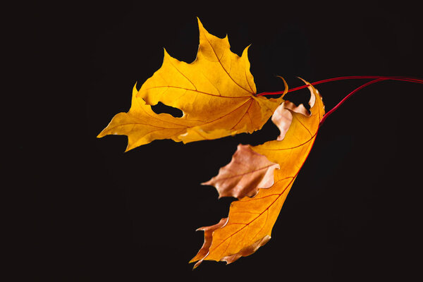 falling maple leaves isolated on black, autumn background