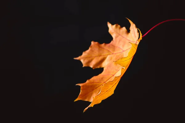 Ein Orangefarbenes Ahornblatt Isoliert Auf Schwarzem Herbstlichem Hintergrund — Stockfoto