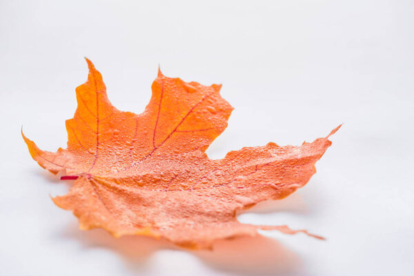 selective focus of one orange maple leaf with water drops on white, autumn background