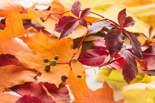 autumn burgundy leaves and orange maple leaves on white surface