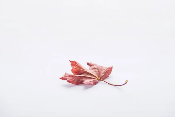 One Autumnal Beautiful Burgundy Maple Leaf Isolated White — Stock Photo, Image