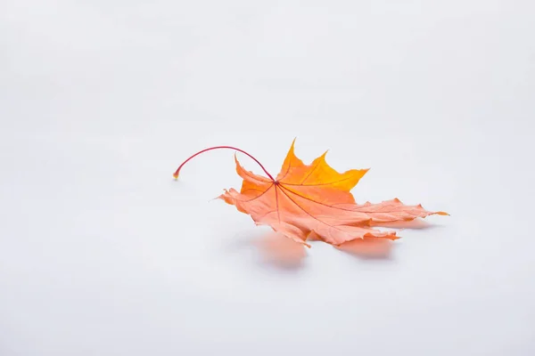 Ένα Φθινοπωρινό Πορτοκαλί Maple Leaf Απομονωθεί Λευκό — Φωτογραφία Αρχείου