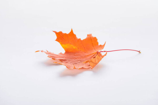 one fallen orange maple leaf isolated on white, autumn background