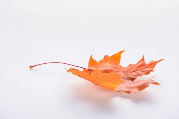 one orange autumnal maple leaf isolated on white