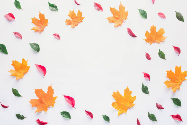 flat lay of colored leaves with empty circle inside isolated on white, autumn background