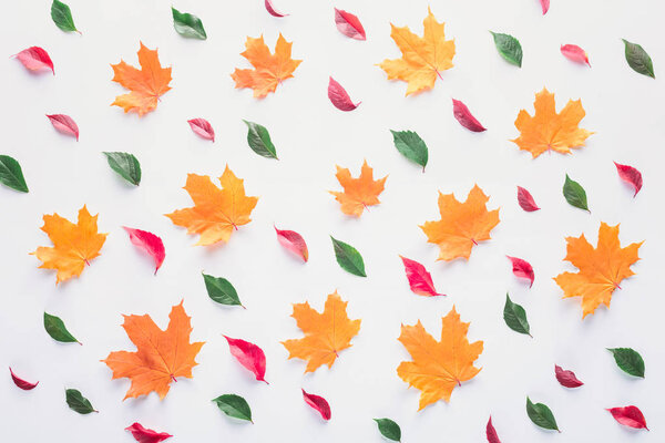 set of different leaves isolated on white, autumn background