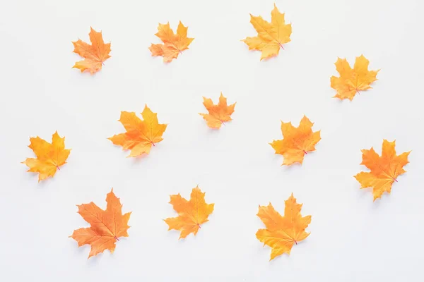 Set Orangefarbener Herbstlicher Ahornblätter Isoliert Auf Weiß — Stockfoto