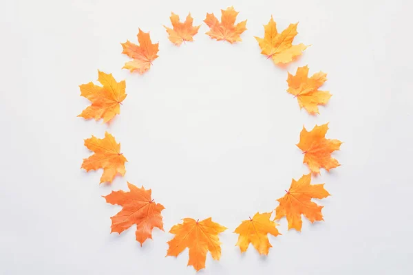 Flat Lay Orange Maple Leaves Circle Isolated White — Stock Photo, Image