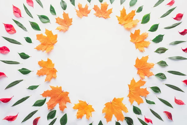 flat lay of circles of leaves isolated on white, autumn background