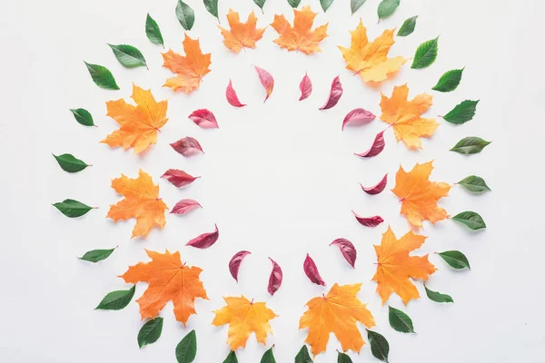 flat lay of circles of burgundy, green and orange leaves isolated on white