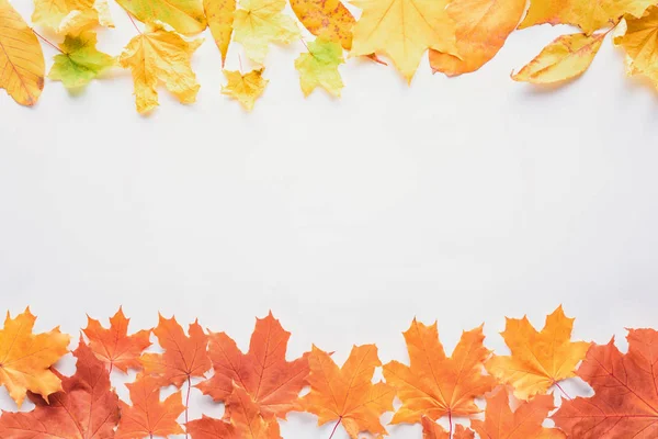 top view of yellow and orange maple leaves isolated on white, autumn background