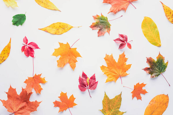 top view of scattered autumnal leaves isolated on white