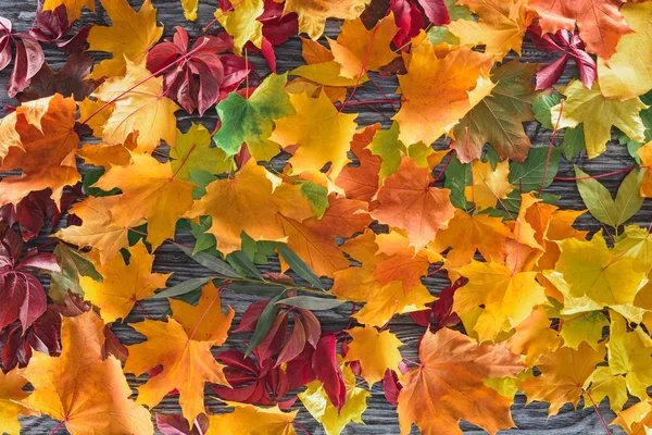 Ahşap Gri Yüzeyi Sonbahar Renkli Yaprak Üstten Görünüm — Stok fotoğraf