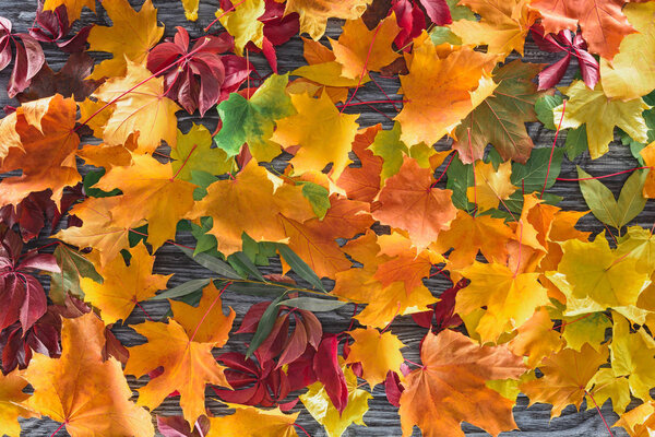 top view of autumnal colored leaves on wooden grey surface