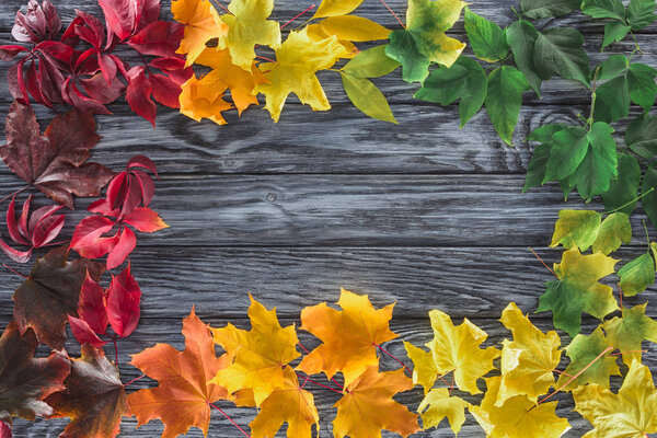 elevated view of frame of autumnal maple leaves on wooden grey surface