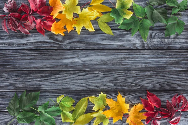 Top View Burgundy Yellow Green Autumnal Maple Leaves Wooden Surface — Stock Photo, Image