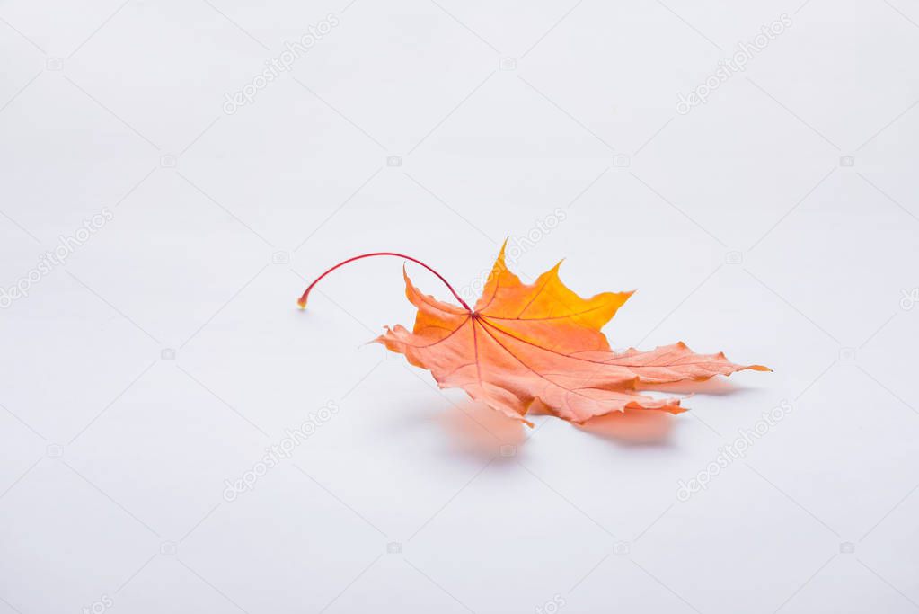 one autumnal orange maple leaf isolated on white