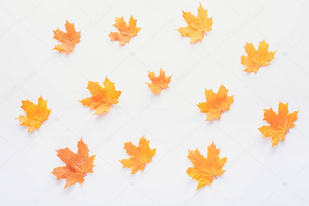 set of orange autumnal maple leaves isolated on white