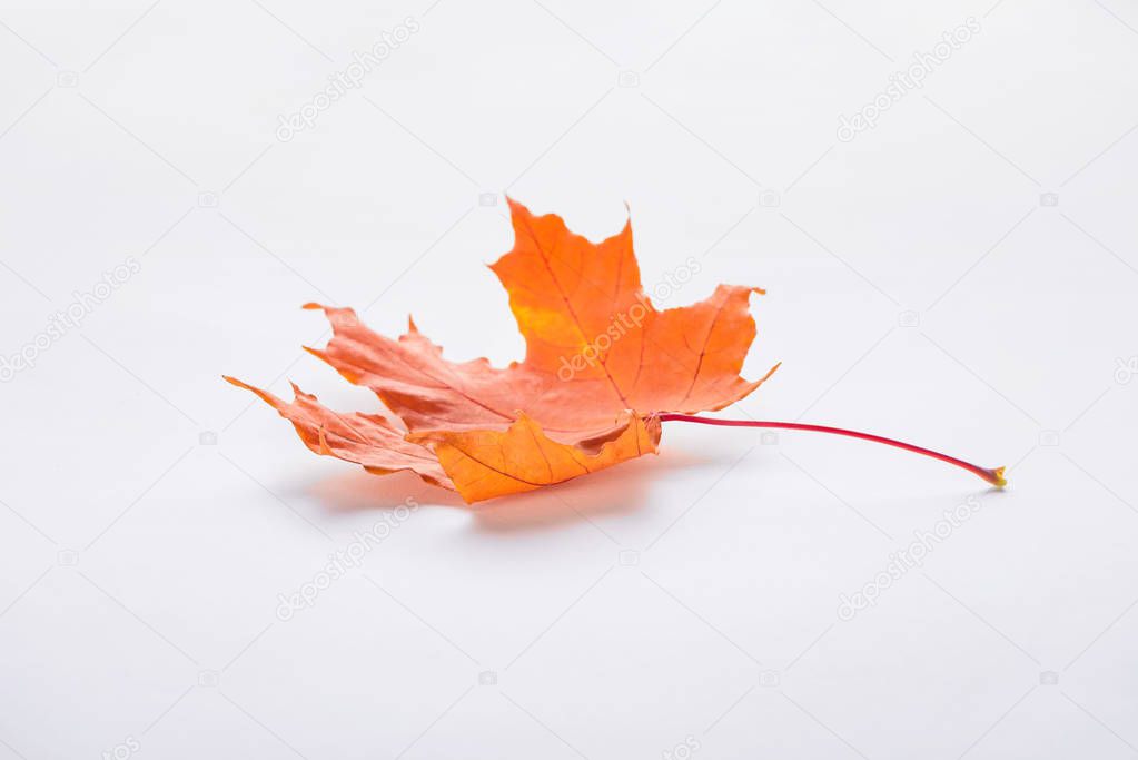 one orange maple leaf isolated on white, autumn background