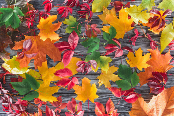 top view of scattered colored autumnal maple leaves on wooden surface