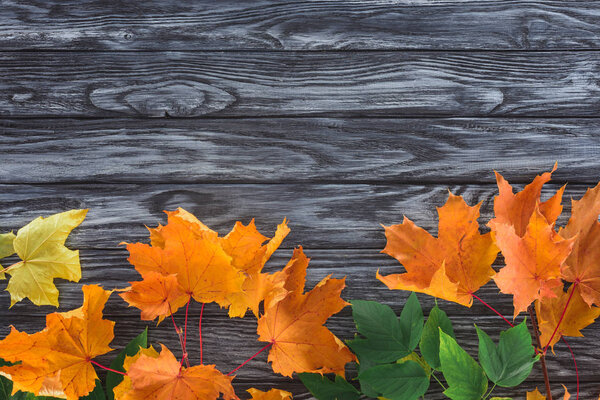 top view of orange and green autumnal maple leaves on wooden surface