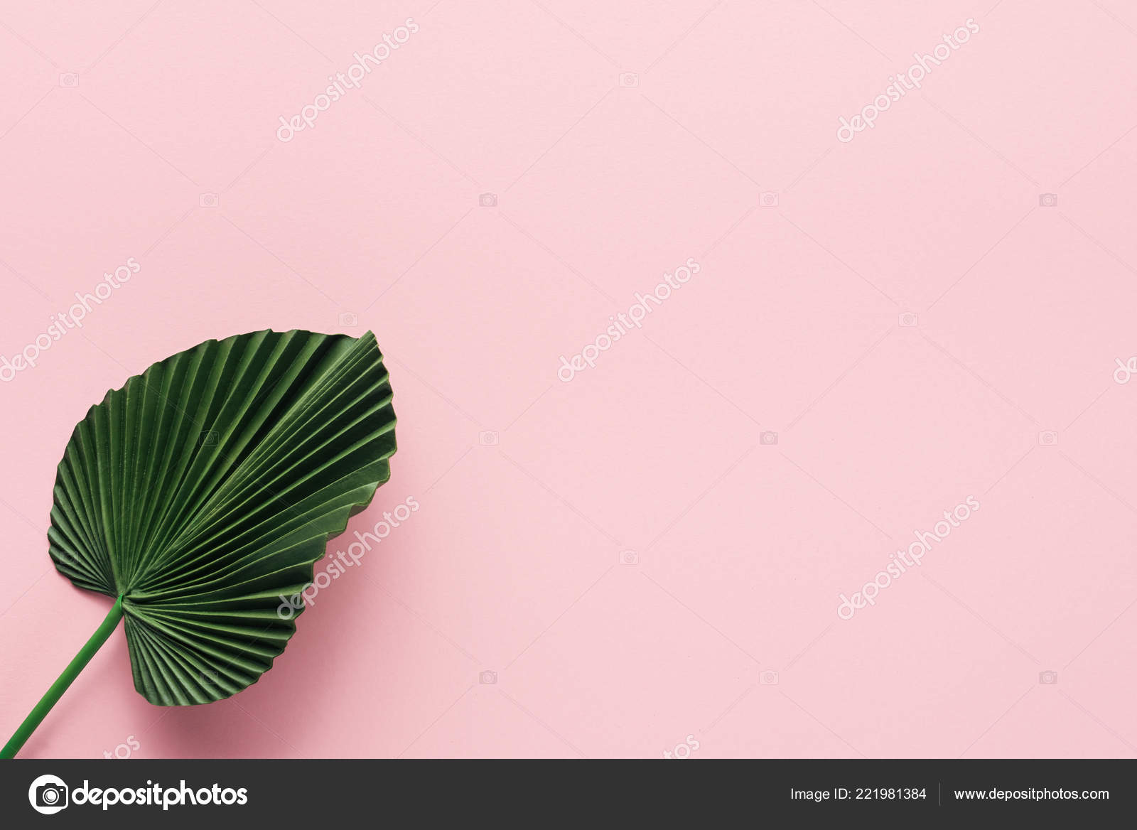 Flat Lay Green Palm Leaf Pink Minimalistic Concept Stock Photo by