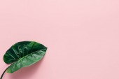 Draufsicht auf grünes Palmblatt auf rosa, minimalistisches Konzept 