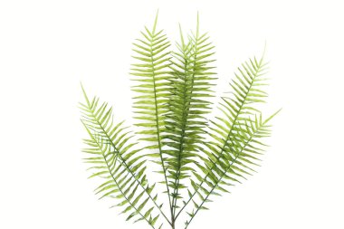 izole beyaz, minimalist kavramı üzerinde yeşil fern şube üstten görünüm