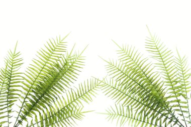 güzel yeşil fern dalları üzerinde beyaz izole yükseltilmiş görünümünü