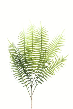 view from above of beautiful green fern branches isolated on white, minimalistic concept clipart