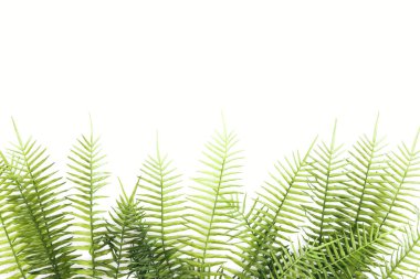 elevated view of arranged green fern branches isolated on white clipart