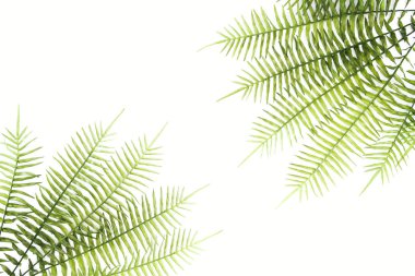 görücü usulü yeşil fern dalları üzerinde beyaz izole yükseltilmiş görünümünü