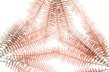 flat lay with beautiful red fern branches isolated on white  clipart