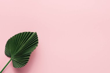 düz lay yeşil palmiye yaprağı pembe, minimalist kavramı ile 