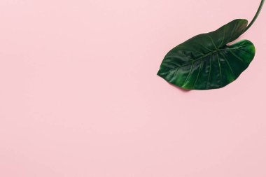 Картина, постер, плакат, фотообои "повышенный вид зеленого тропического листа на розовый, минималистическая концепция ", артикул 221982076