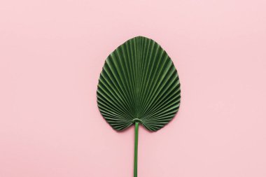 yeşil palmiye yaprak üstten görünüm pembe, minimalist kavramı 