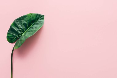 düz lay yeşil güzel palmiye yaprağı pembe, minimalist kavramı ile 