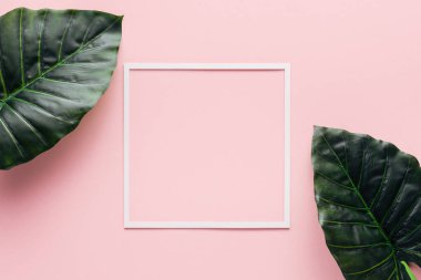  pembe, minimalist kavramı üzerinde yukarıdan beyaz kare ve palmiye yaprakları 