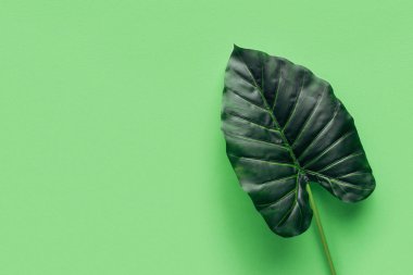 yükseltilmiş görünümünü palmiye yaprağı yeşil, minimalist kavramı 