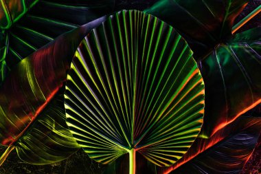 toned picture of various tropical leaves with red lighting  clipart
