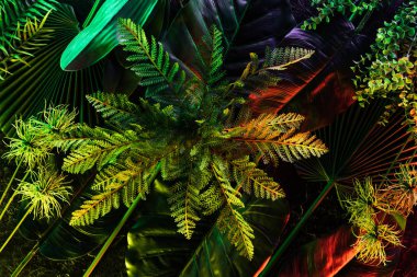 full frame of various beautiful tropical leaves and plants with red lighting  clipart