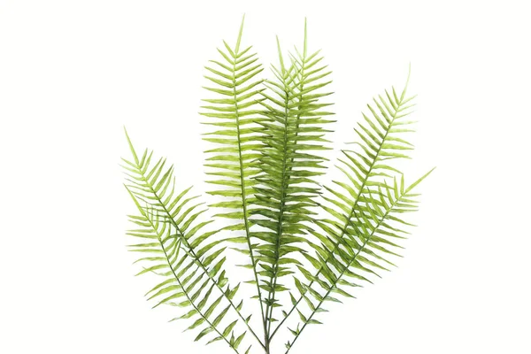 在白色 简约的概念上隔离的绿色蕨类植物分枝的顶部视图 — 图库照片