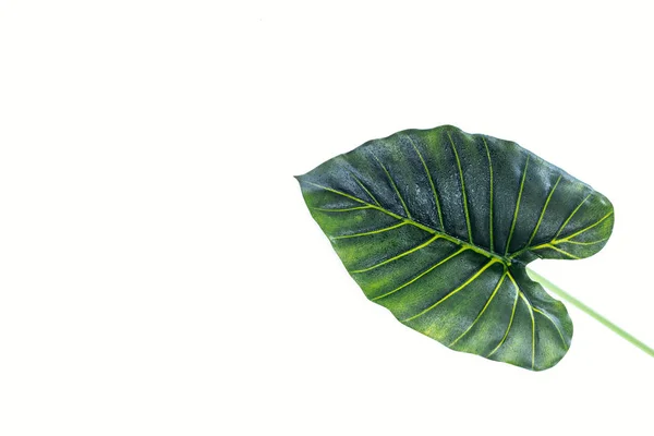 Vista Elevada Bela Folha Palma Verde Isolada Conceito Branco Minimalista — Fotografia de Stock