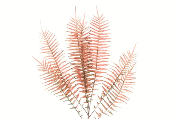 从上面看红色蕨类植物分枝查出在白色 简约的概念 — 图库照片