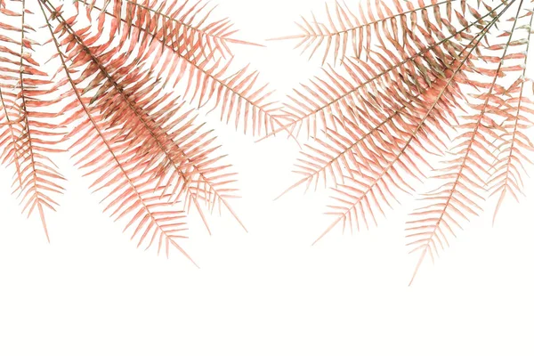 Top View Arranged Beautiful Red Fern Branches Isolated White — Free Stock Photo