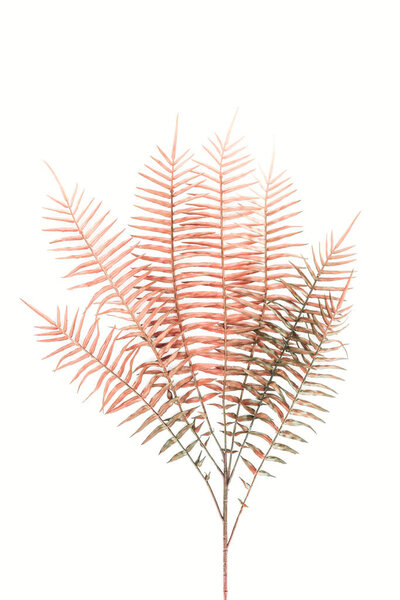 flat lay with beautiful red fern branches isolated on white, minimalistic concept